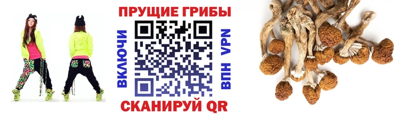 Псилоцибиновые грибы Psilocybine cubensis  Купить  Сорочинск 